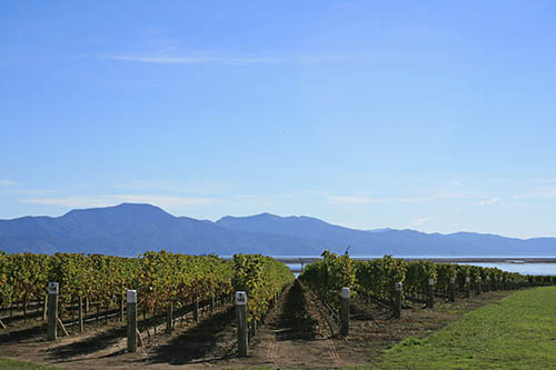 marlborough landscape
