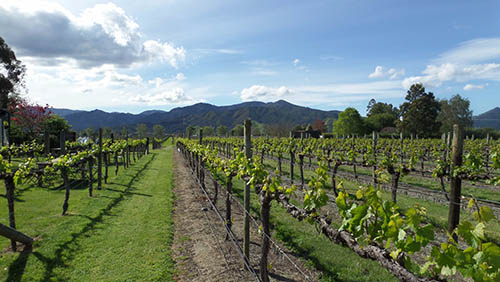 marlborough sightseeing tours
